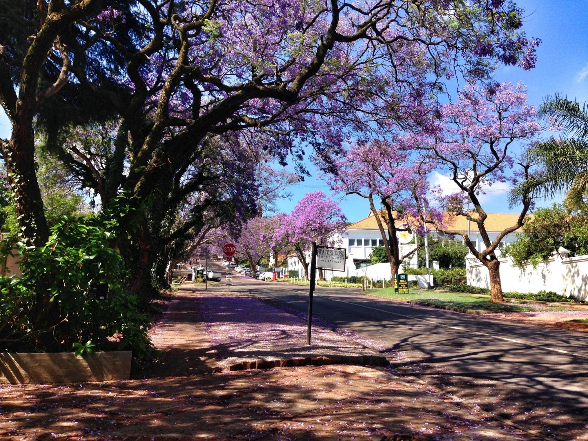 Waterhouse Guest Lodge In Muckleneuk Pretoria Luaran gambar